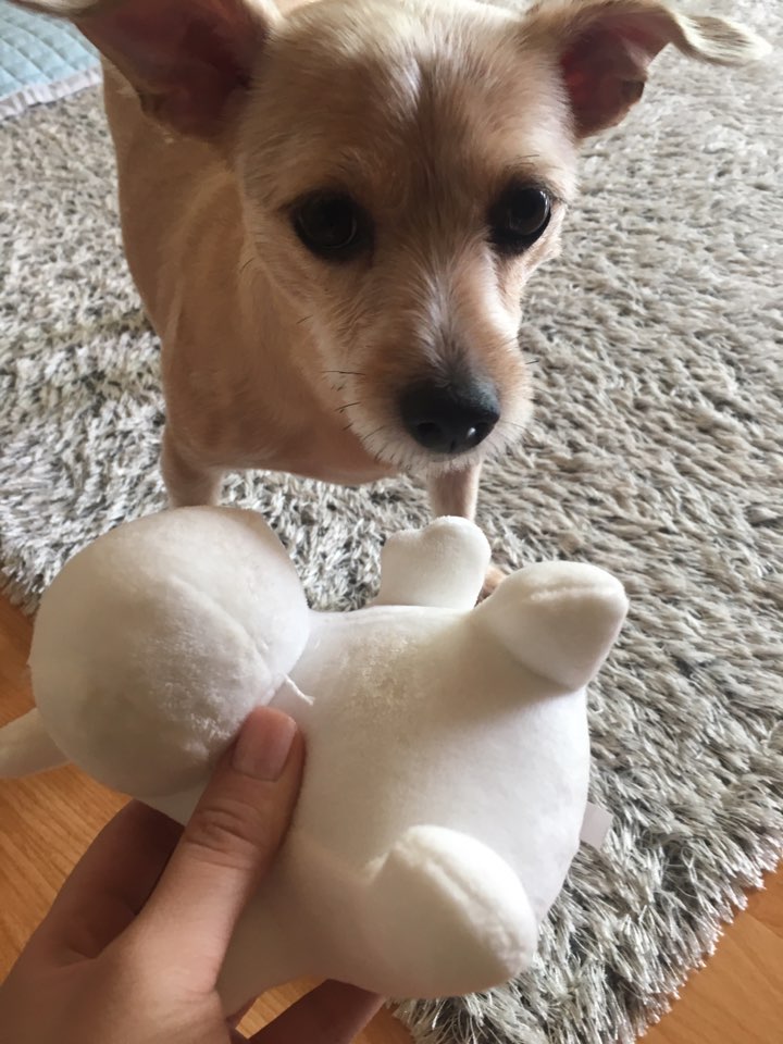 지지(다솜이) 오랜만에 인사드려요