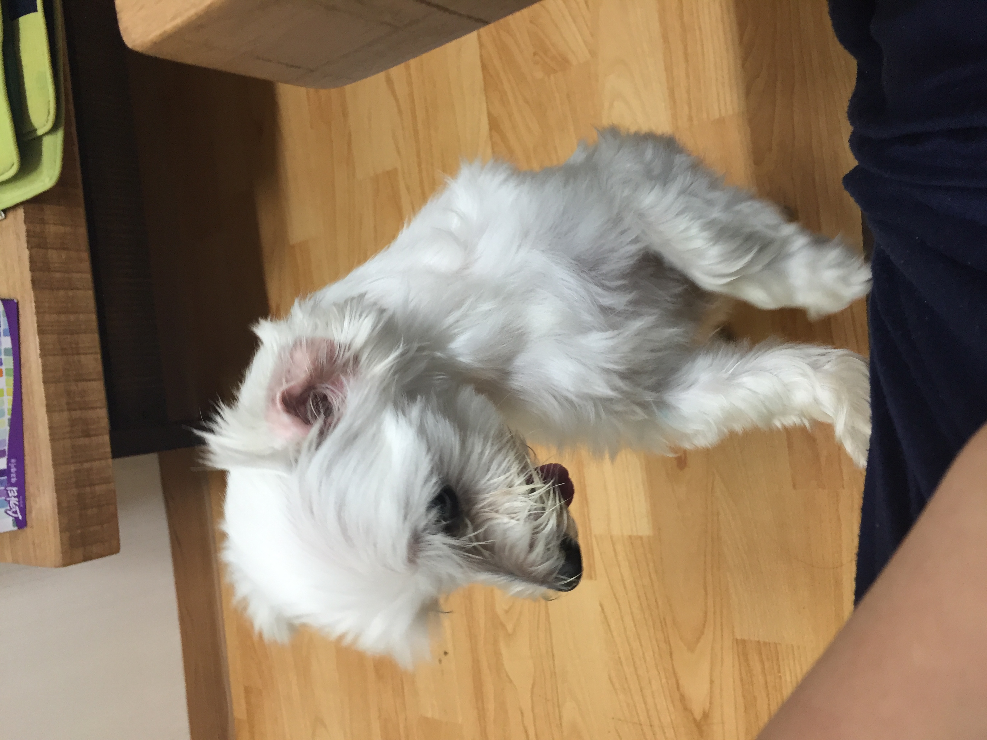 보름이(구. 청단이) 임보 3일차 일기 입니다 :)