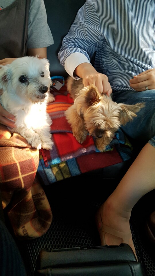 보름이(구. 청단이) 임보 3일차 일기 입니다 :)