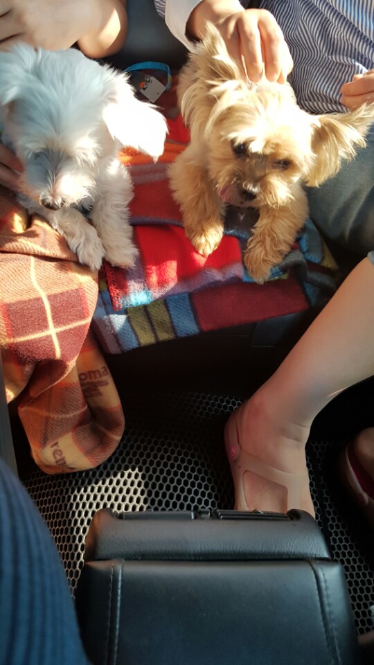 보름이(구. 청단이) 임보 3일차 일기 입니다 :)