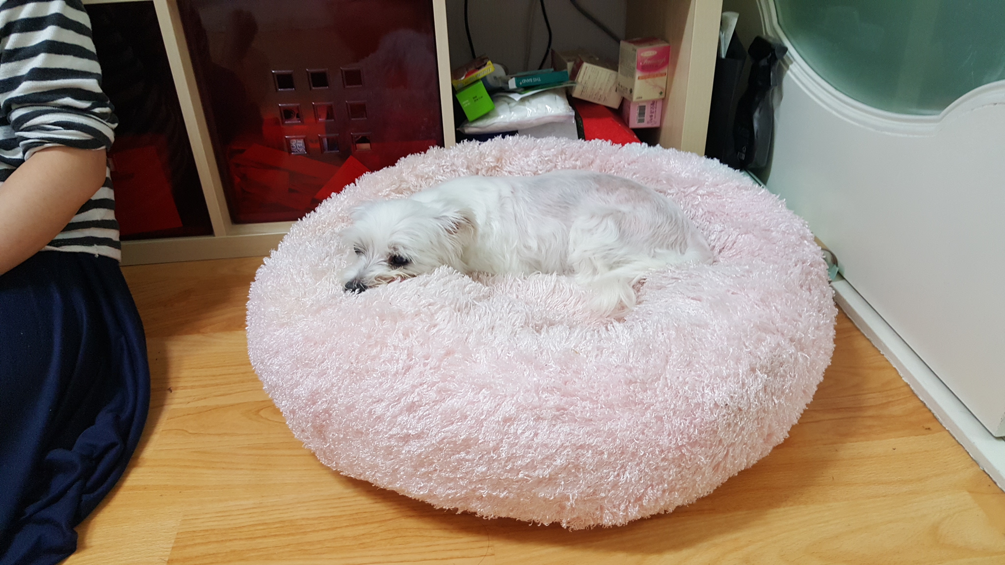 보름이(구. 청단이) 임보 3일차 일기 입니다 :)