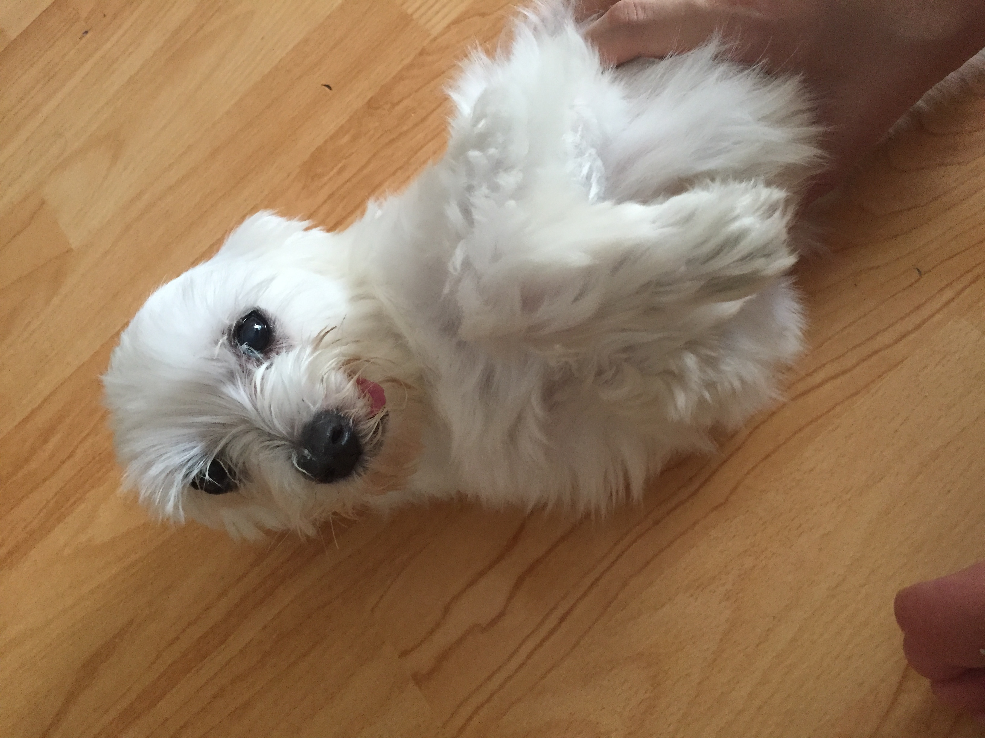 보름이(구. 청단이) 임보 3일차 일기 입니다 :)