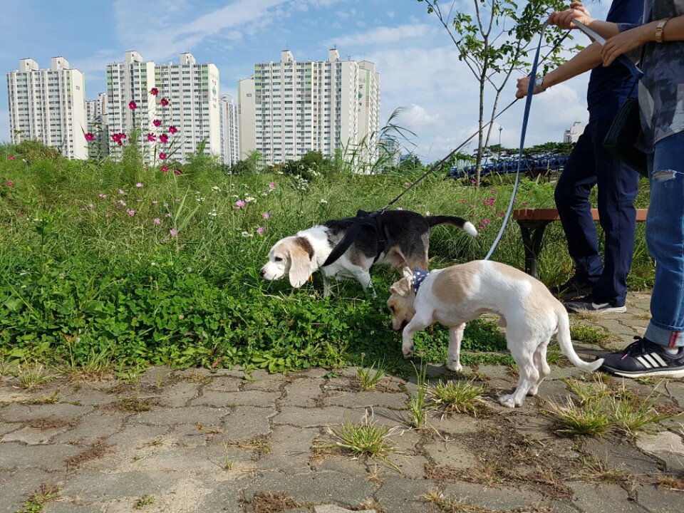 삼봉이(사피) 입양 1주일 되었어요