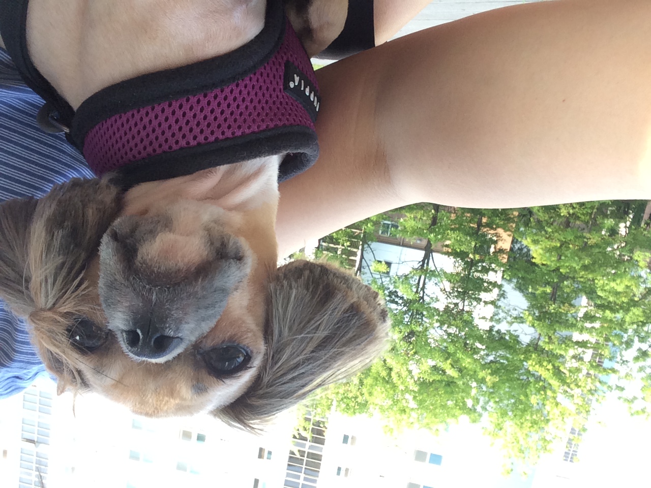 보슬이가 우리 가족이 된지 1년이 되었습니다.