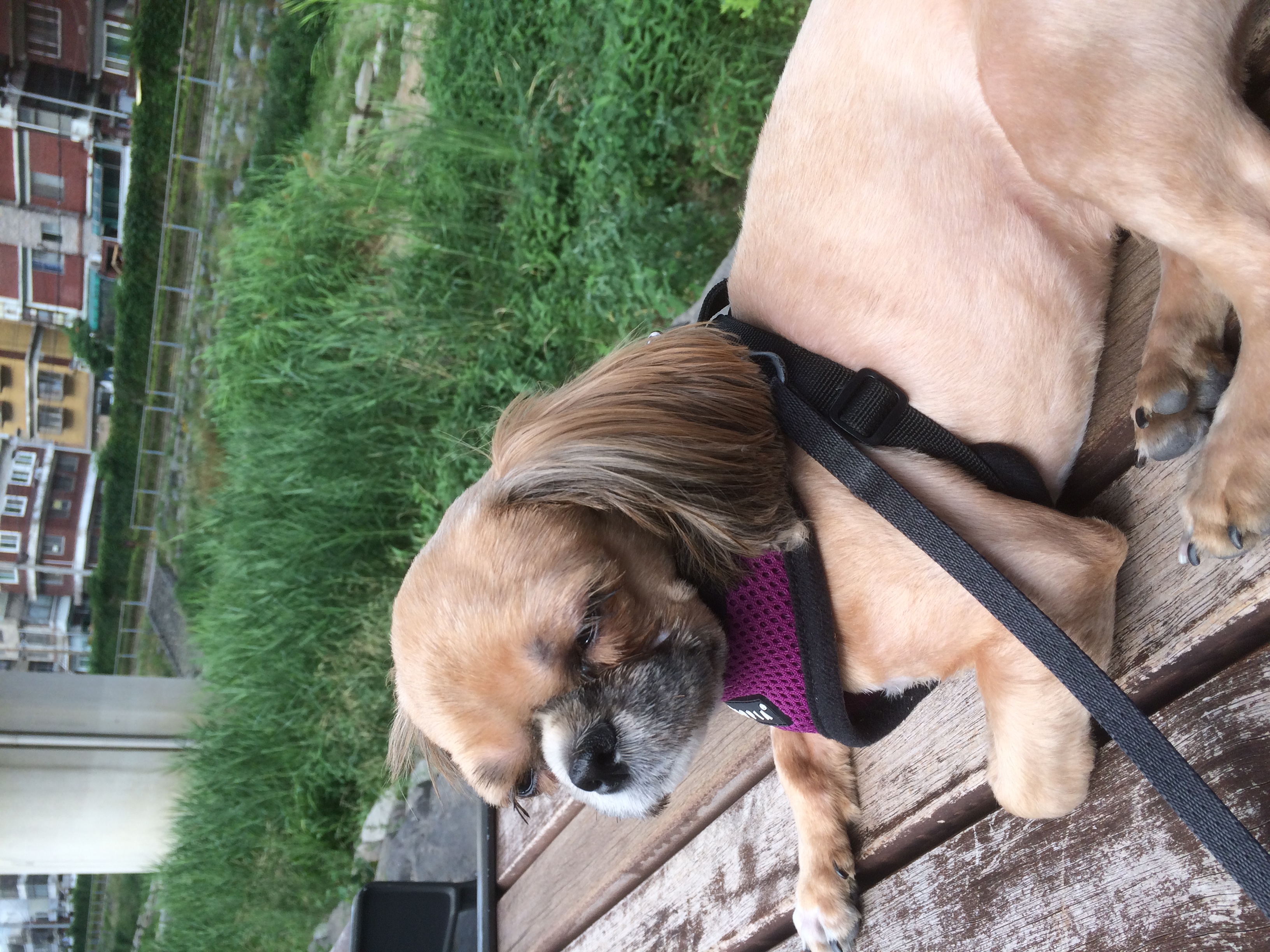 보슬이가 우리 가족이 된지 1년이 되었습니다.