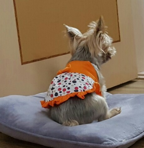 테리도 복지센터에 다녀왔어요~