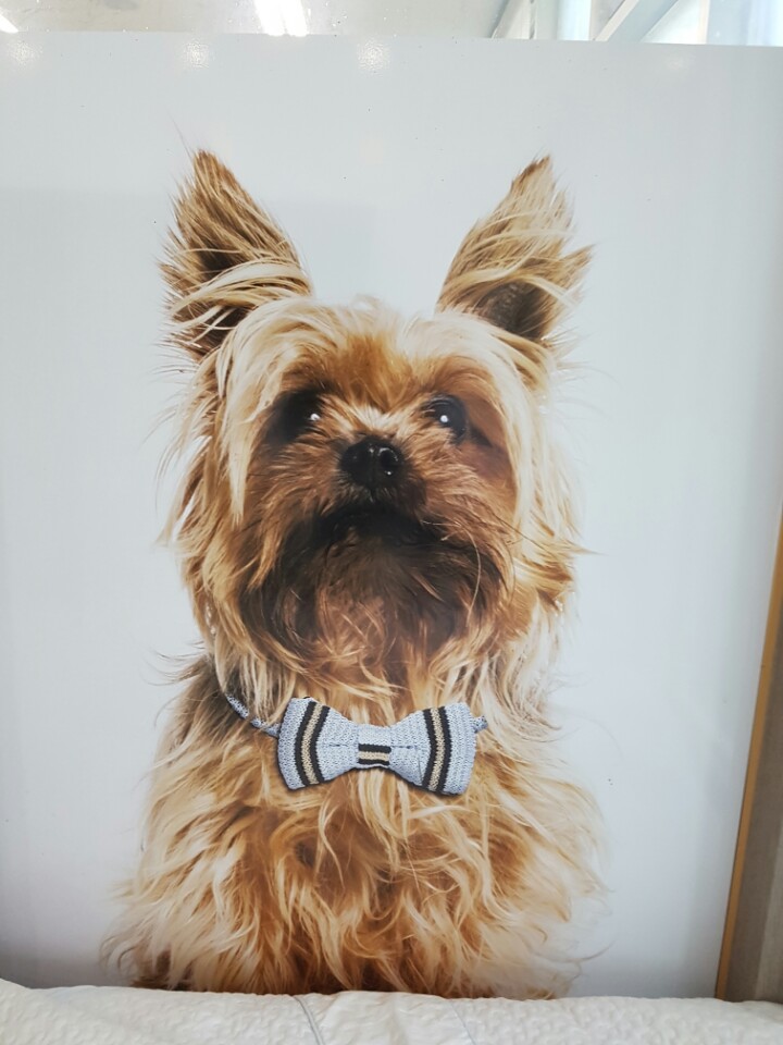 테리도 복지센터에 다녀왔어요~