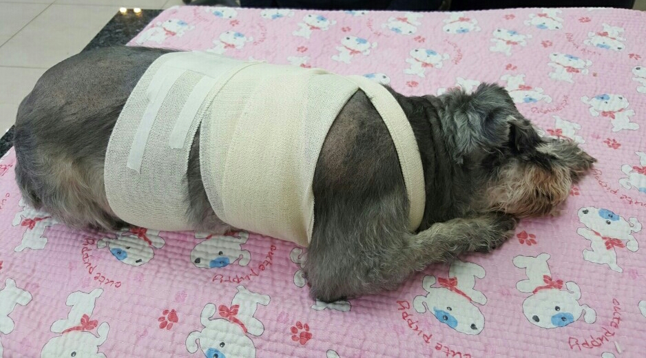 새벽에 별이 되어 떠난 똑똑이