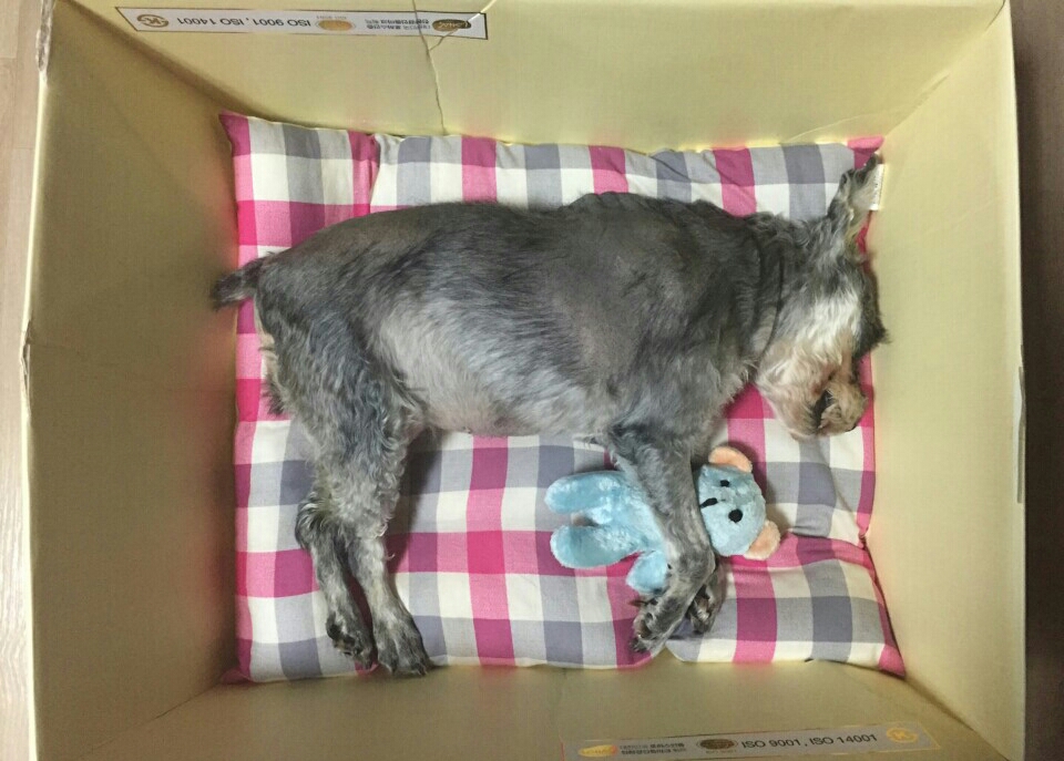 새벽에 별이 되어 떠난 똑똑이