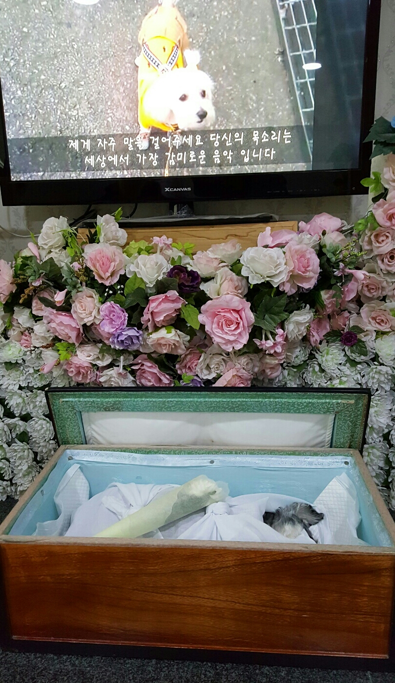 새벽에 별이 되어 떠난 똑똑이