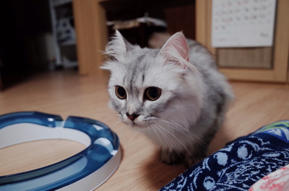 고양이농장에서 구조해온 리니, 입양후기입니다.