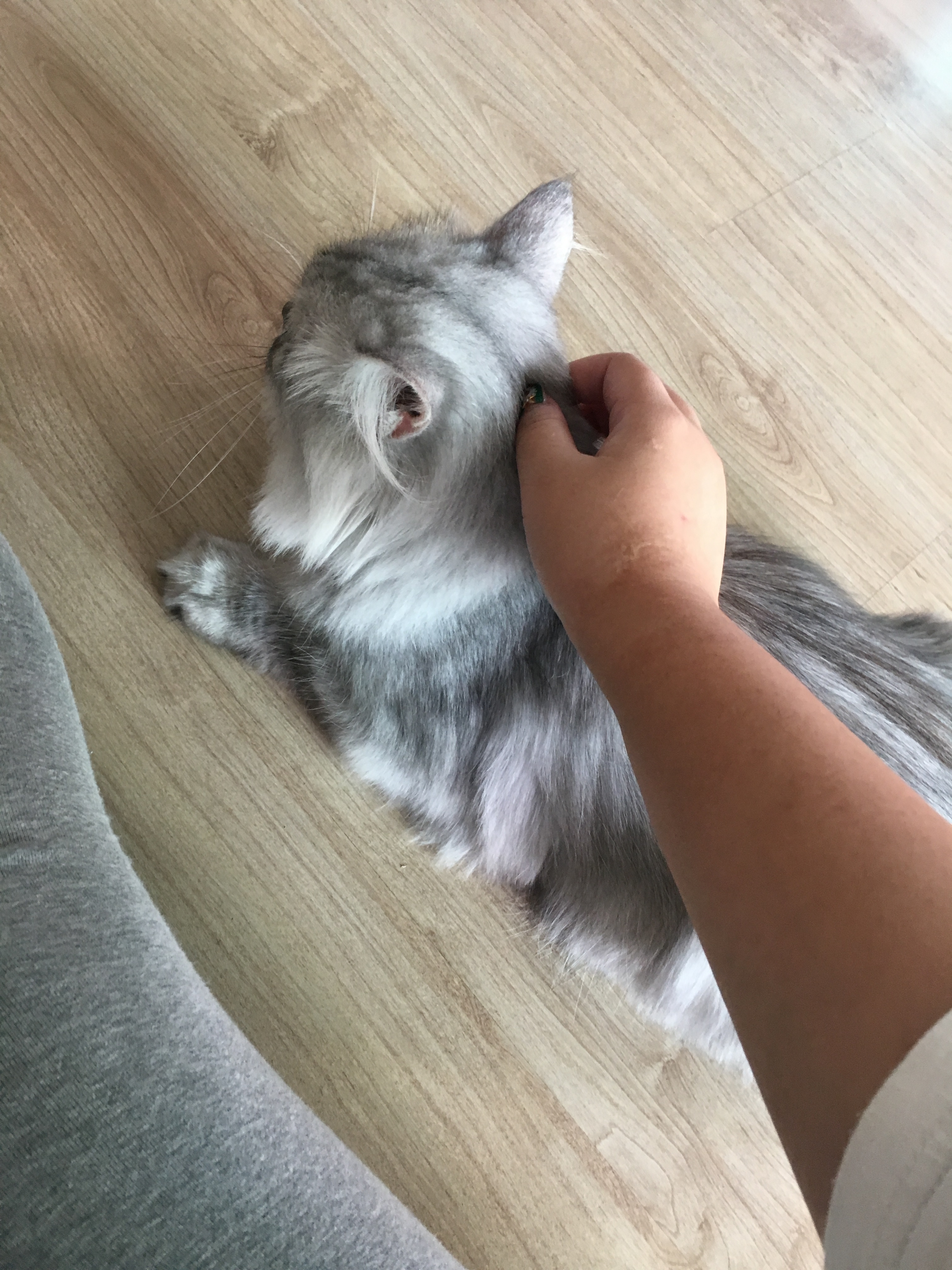 고양이농장에서 구조해온 리니, 입양후기입니다.