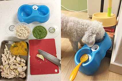 턱관절이 부러져 버려졌던 백이_우리백이가 달라졌어요 ( 임보한달후기)