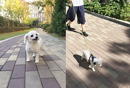 턱관절이 부러져 버려졌던 백이_우리백이가 달라졌어요 ( 임보한달후기)