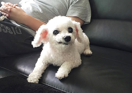 턱관절이 부러져 버려졌던 백이_우리백이가 달라졌어요 ( 임보한달후기)