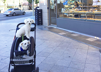 턱관절이 부러져 버려졌던 백이_우리백이가 달라졌어요 ( 임보한달후기)