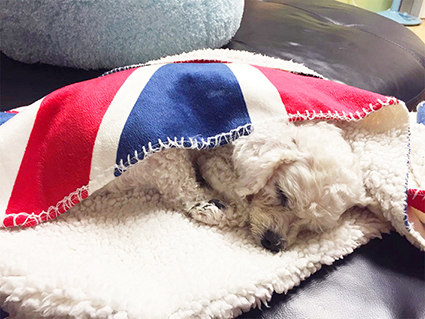 턱관절이 부러져 버려졌던 백이_우리백이가 달라졌어요 ( 임보한달후기)