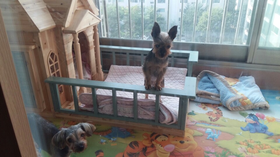 티파니(밤이), 샤넬(슈가) 소식입니다.