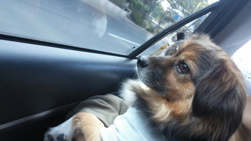 정왕이의 추석 나들이~♥