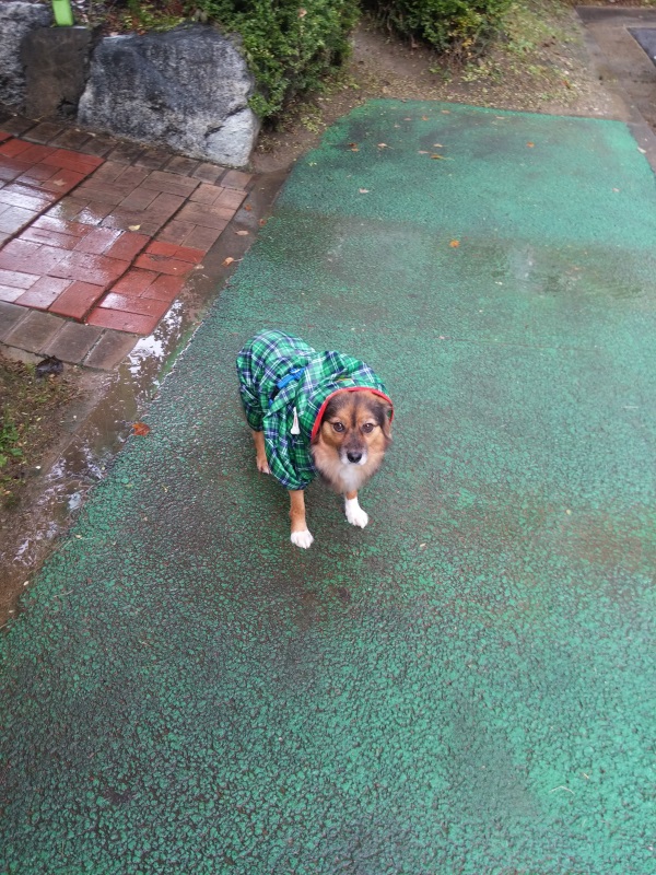 정왕이의 추석 나들이~♥