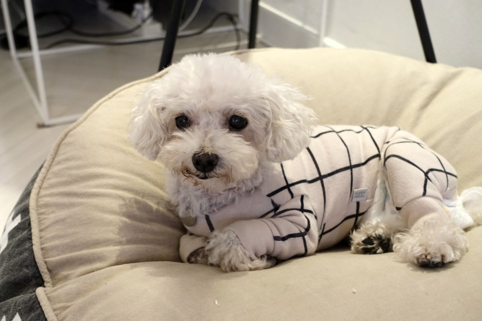 애교쟁이 수련이 임보 3개월차~