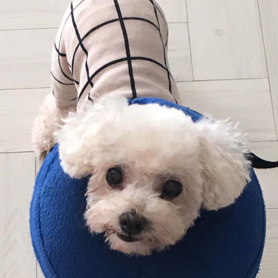 애교쟁이 수련이 임보 3개월차~