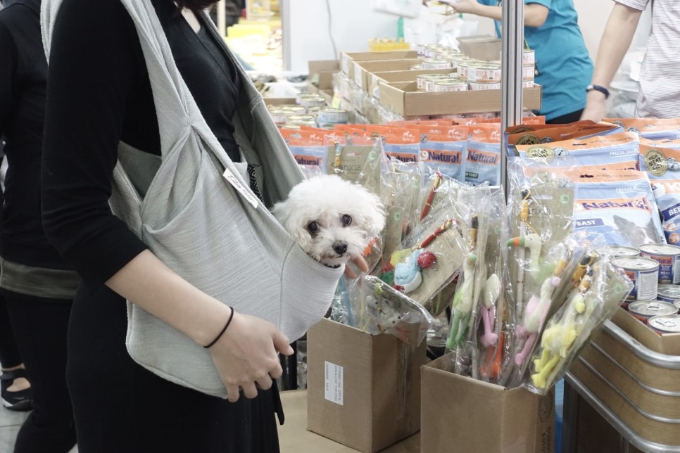 애교쟁이 수련이 임보 3개월차~
