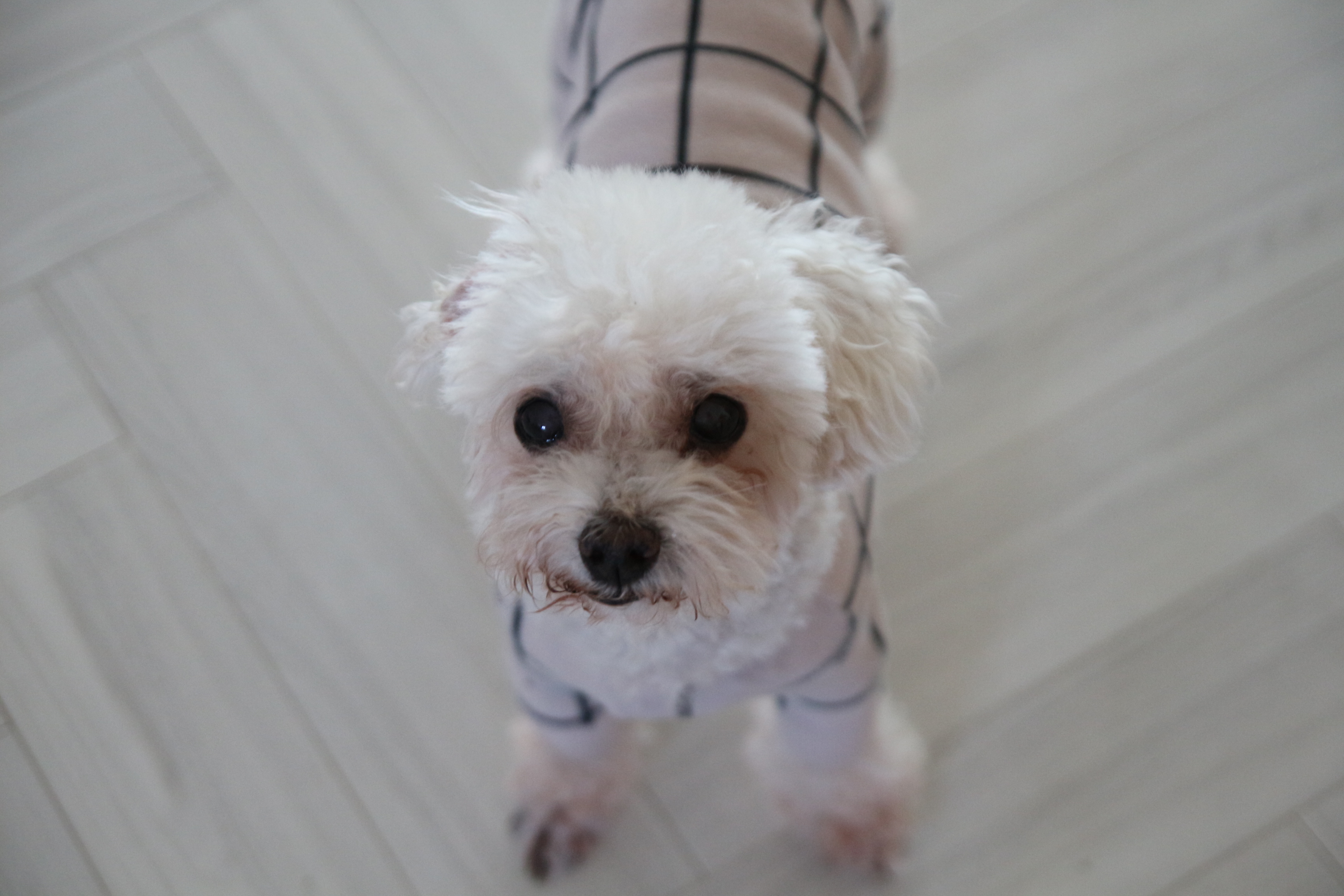 애교쟁이 수련이 임보 3개월차~