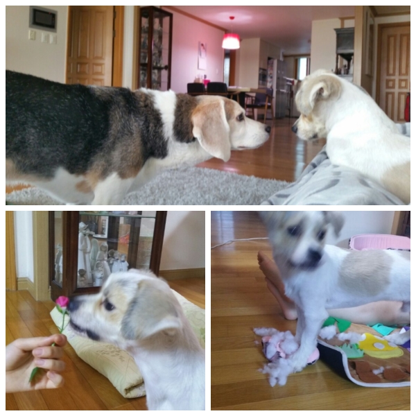 삼봉이(삼시 세끼에 출연한 사피) 입양 1달 되었어요~~