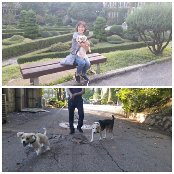 삼봉이(삼시 세끼에 출연한 사피) 입양 1달 되었어요~~