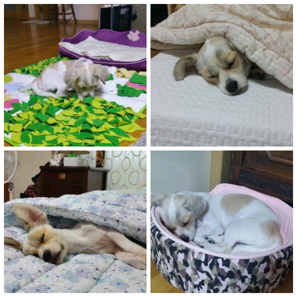 삼봉이(삼시 세끼에 출연한 사피) 입양 1달 되었어요~~