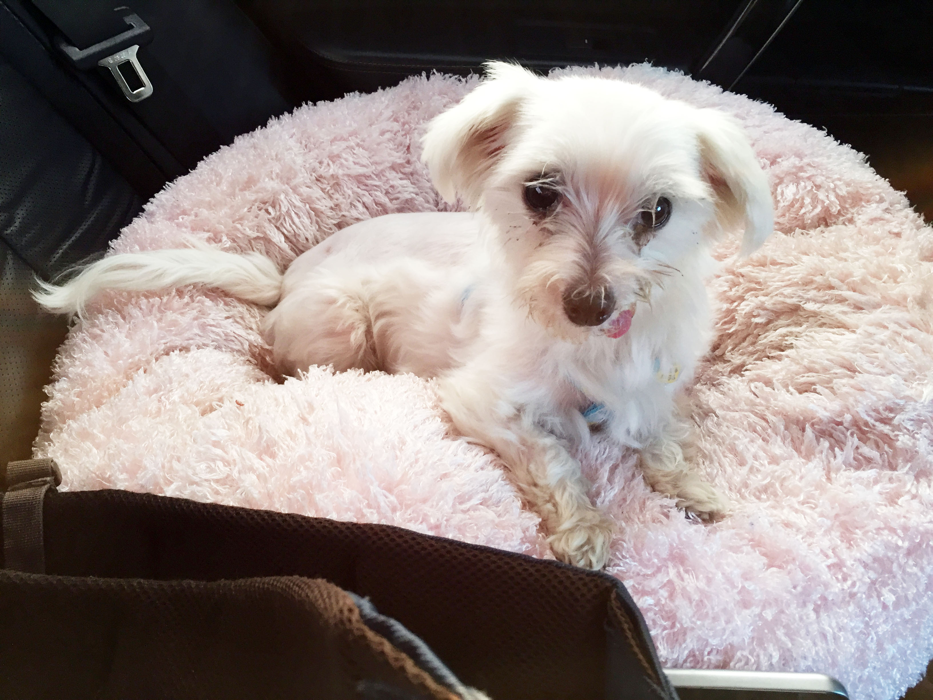 보름이 (청단이) 임보 한달 소식 전해요 ^^ 