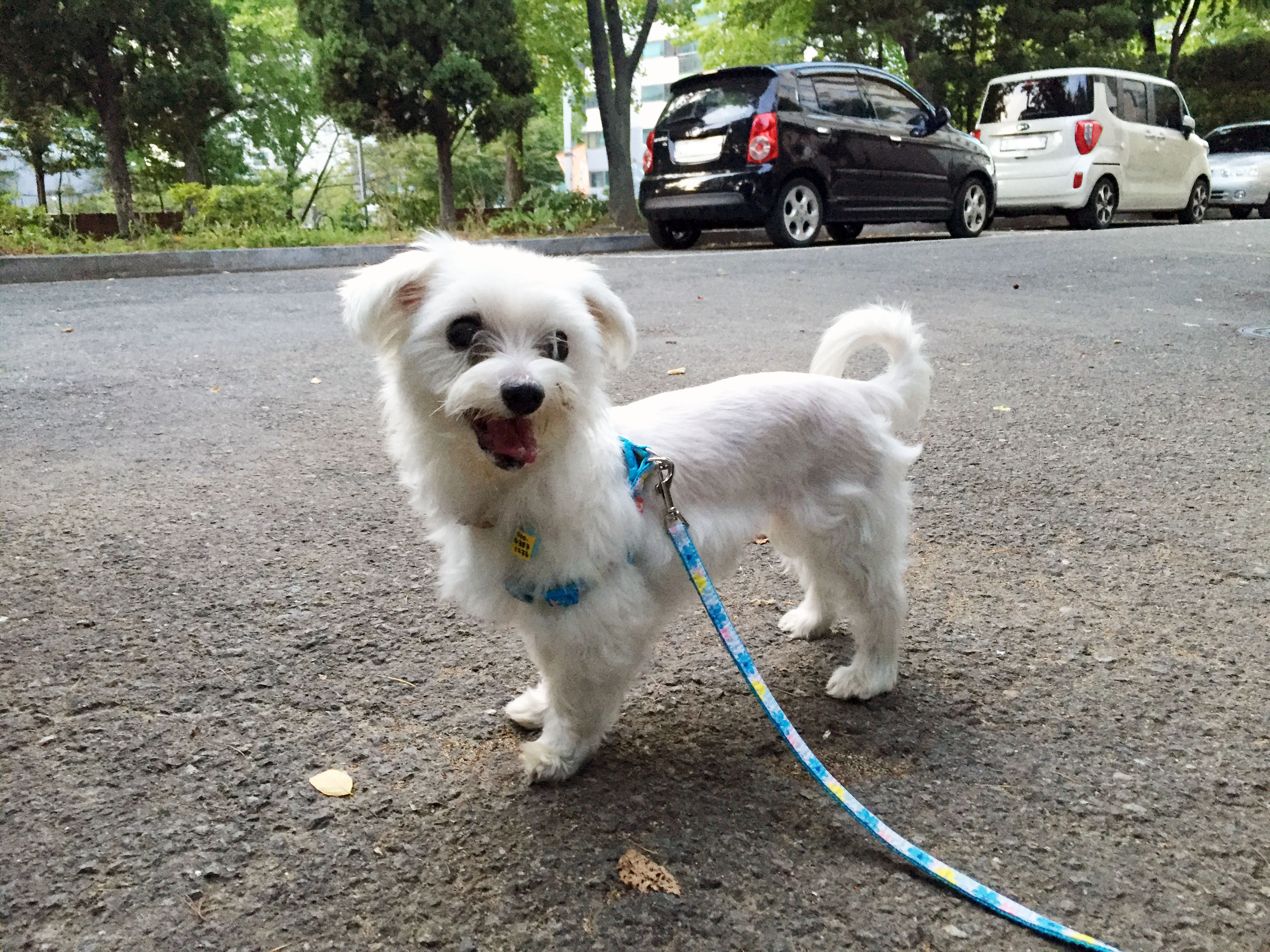 보름이 (청단이) 임보 한달 소식 전해요 ^^ 