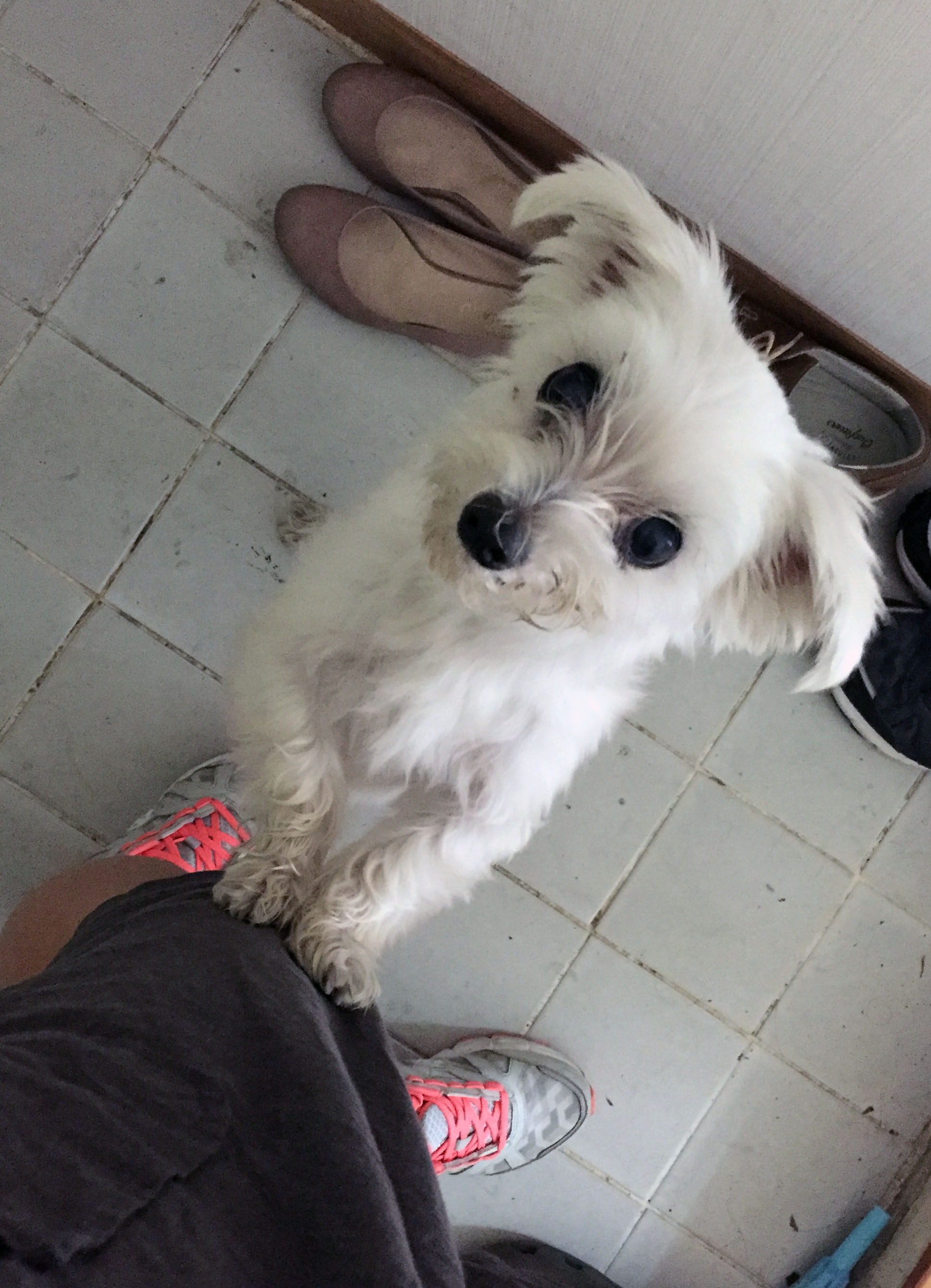 보름이 (청단이) 임보 한달 소식 전해요 ^^ 