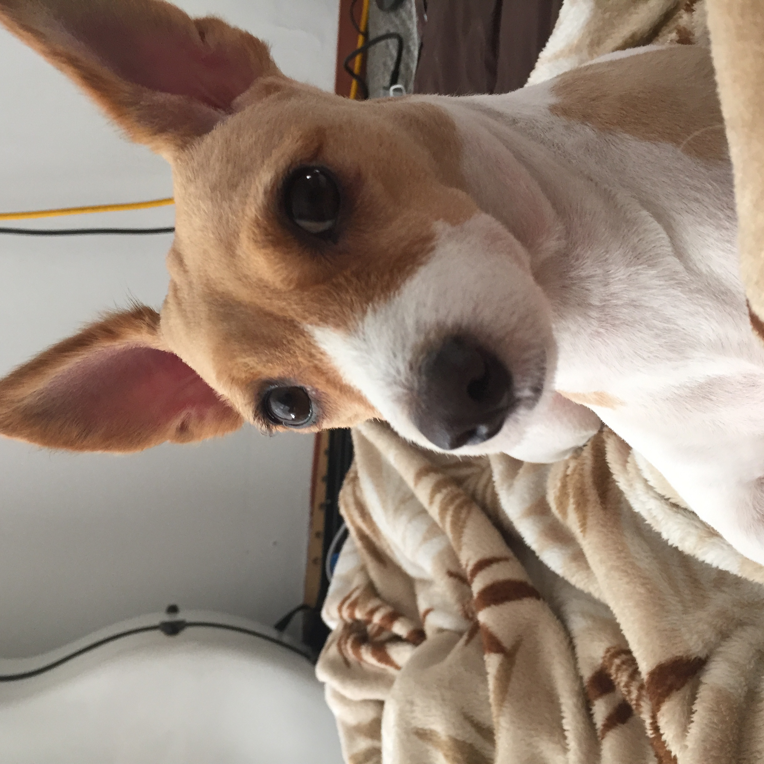 파슬리(별이)와의 운명적인 만남