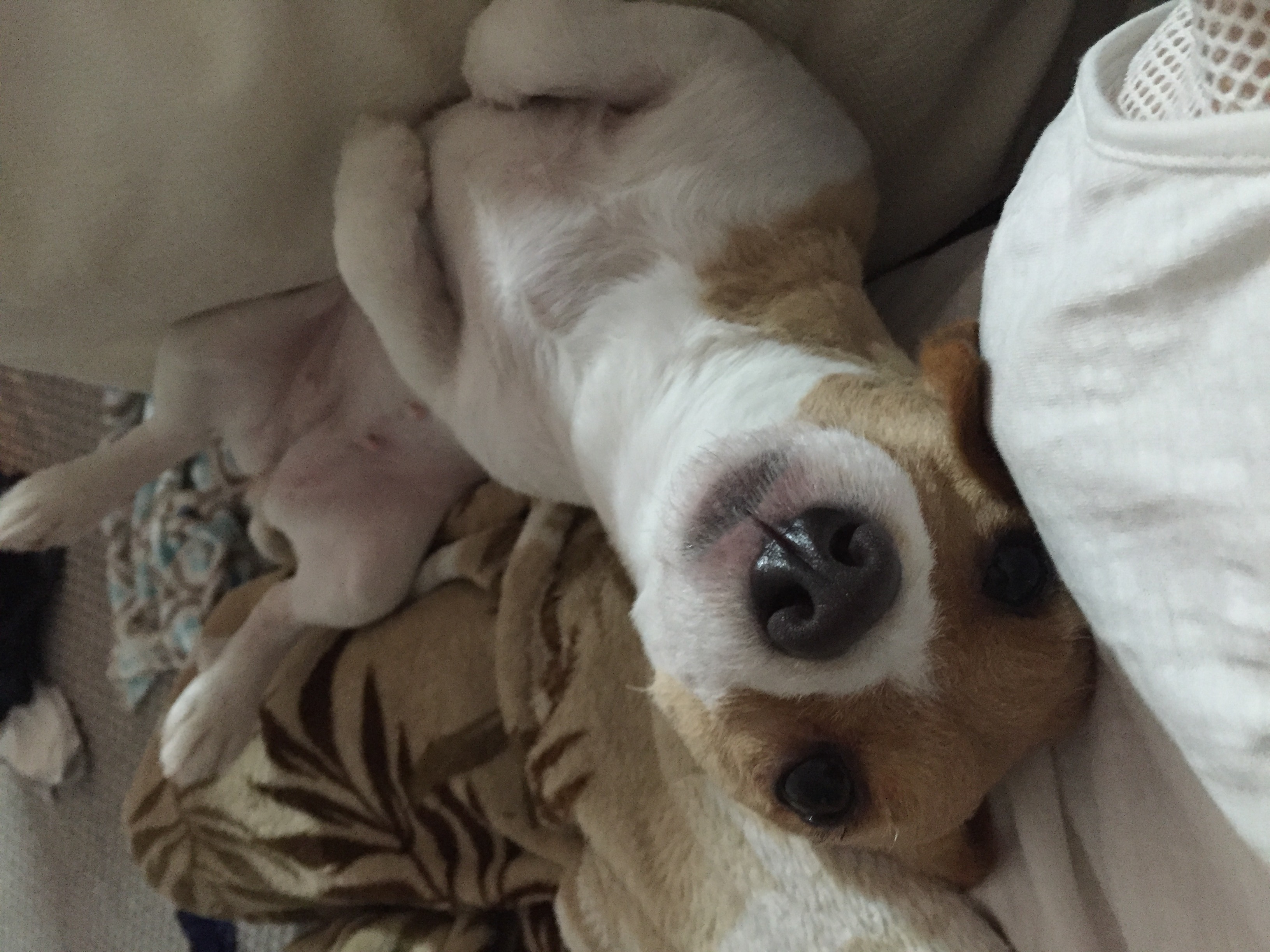 파슬리(별이)와의 운명적인 만남