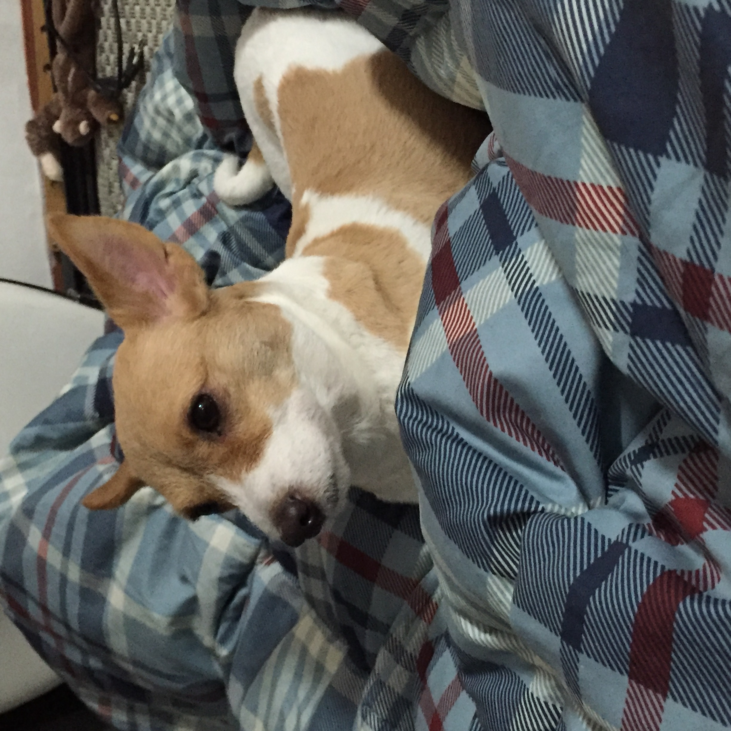 파슬리(별이)와의 운명적인 만남