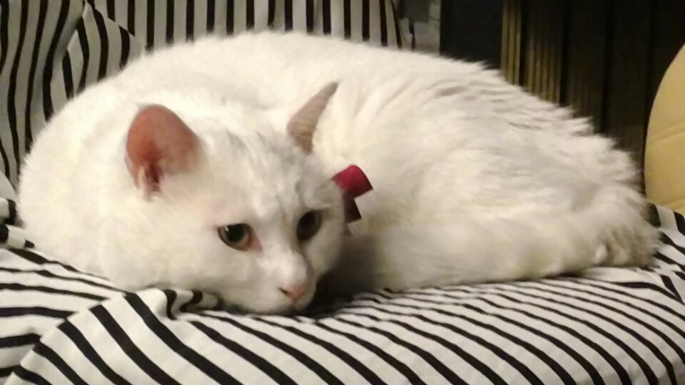 뽈이 입양후기입니다