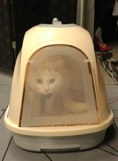 뽈이 입양후기입니다