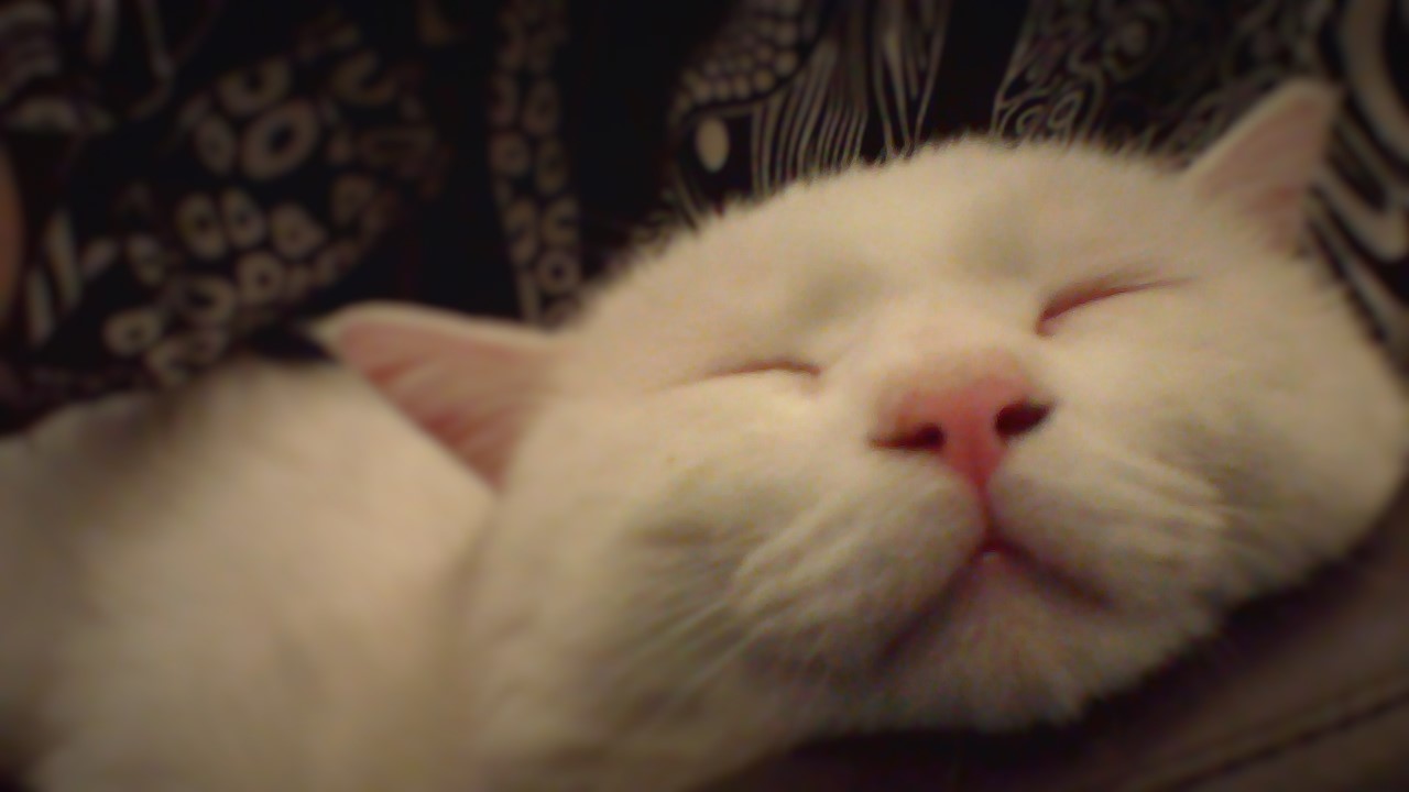 뽈이 입양후기입니다