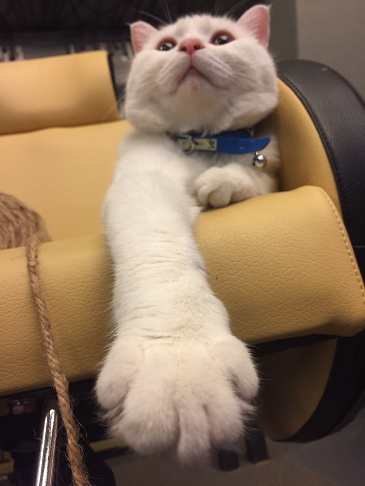 뽈이 입양후기입니다