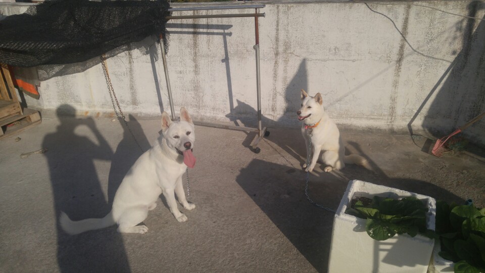 폴리가 저의가족이 된지 일주일차..