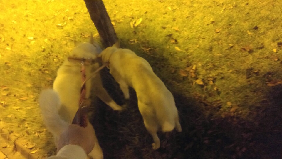 폴리가 저의가족이 된지 일주일차..