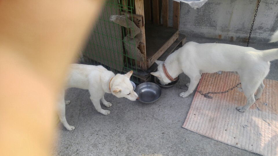 폴리가 저의가족이 된지 일주일차..