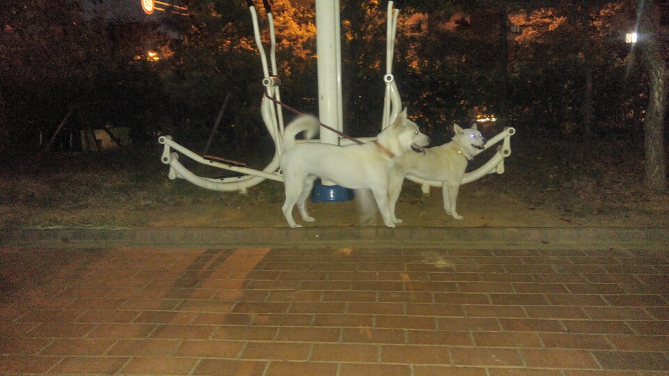 폴리가 저의가족이 된지 일주일차..