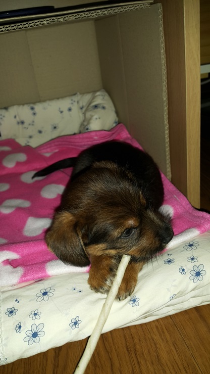 용일이에서 꼬미로...