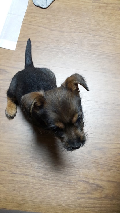 용일이에서 꼬미로...