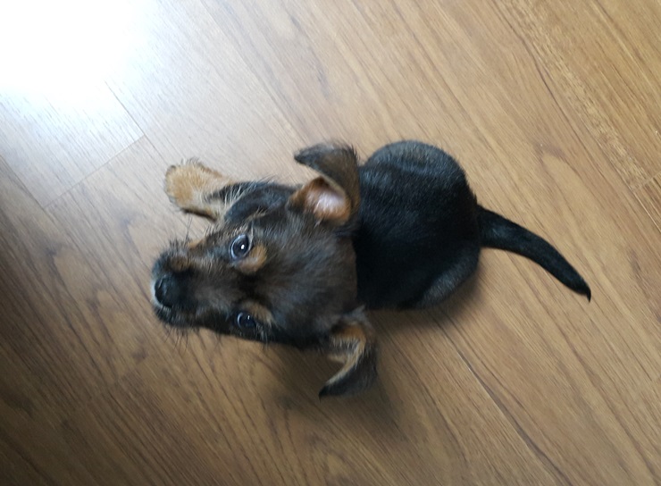 용일이에서 꼬미로...