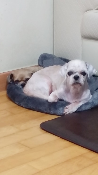 알콩이와 달콩이(구,다운이)