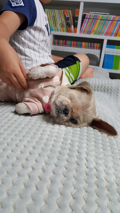 보리가 가족으로 온지 3일째네요~~^^